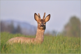<p>SRNEC OBECNÝ (Capreolus capreolus) Šluknovsko - Jiříkov (European roe deer / Reh</p>